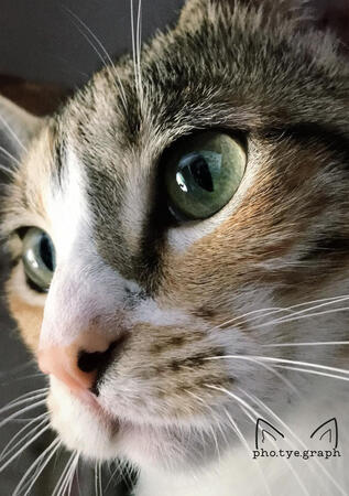 Pet Photography 2