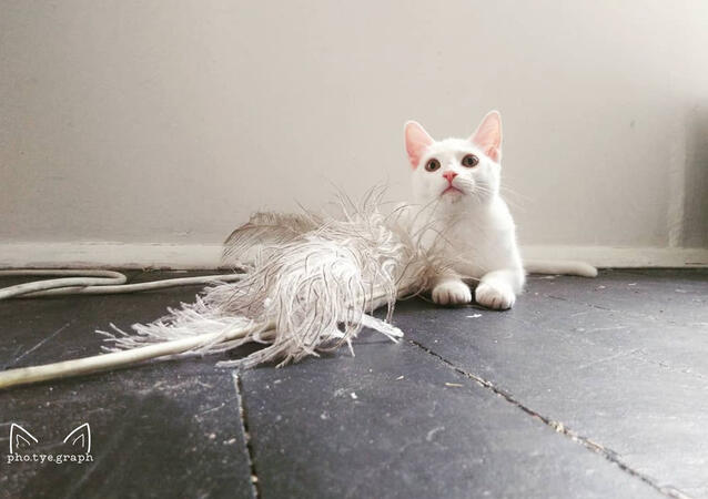 Pet Photography 1